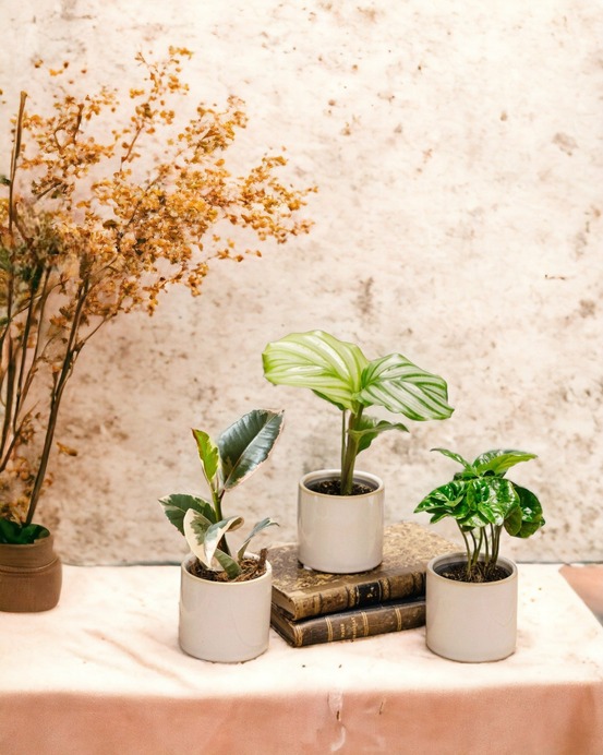 Coffret baby plantes 27cm - plante d'intérieur