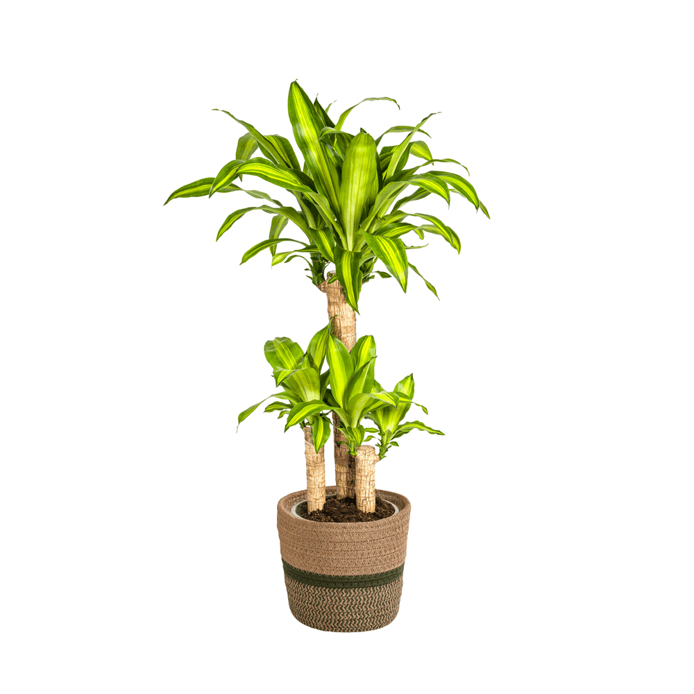 Dracaena fragrans massangeana - plantes d'intérieur