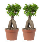 2x ficus microcarpa 'ginseng' – bonsaï – plante d'intérieur – ⌀15 cm - ↕25-35 cm