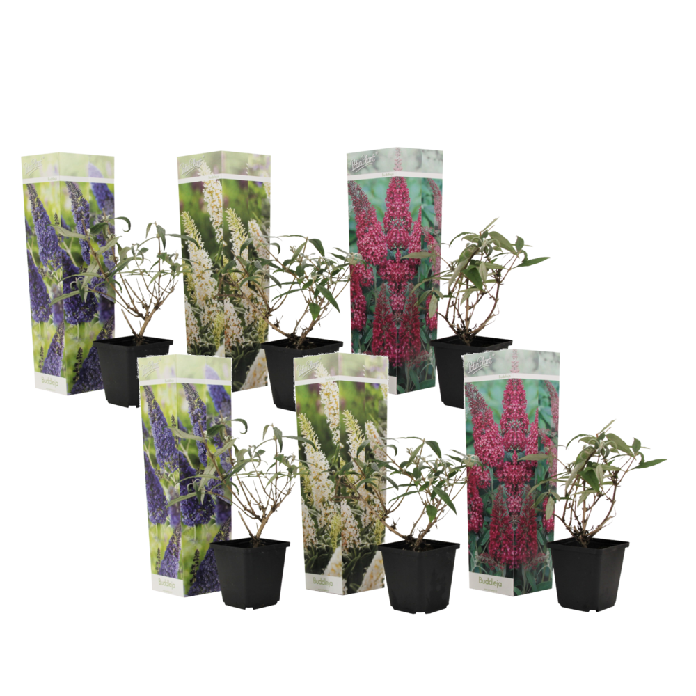 Arbre à papillons - set de 6 - buddleja davidii - hauteur 25-40cm - ⌀9cm