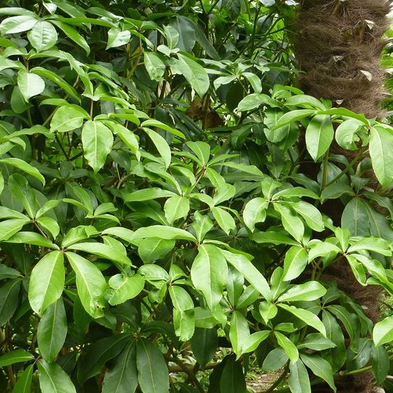 Pseudopanax laetus pot de 3l/4l