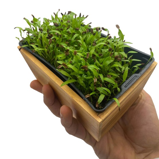 Graines de micro pousses de livèche