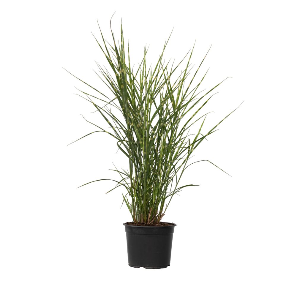 Roseau de chine - miscanthus sinensis 'zebrinus' - hauteur 20-30cm - ⌀23cm