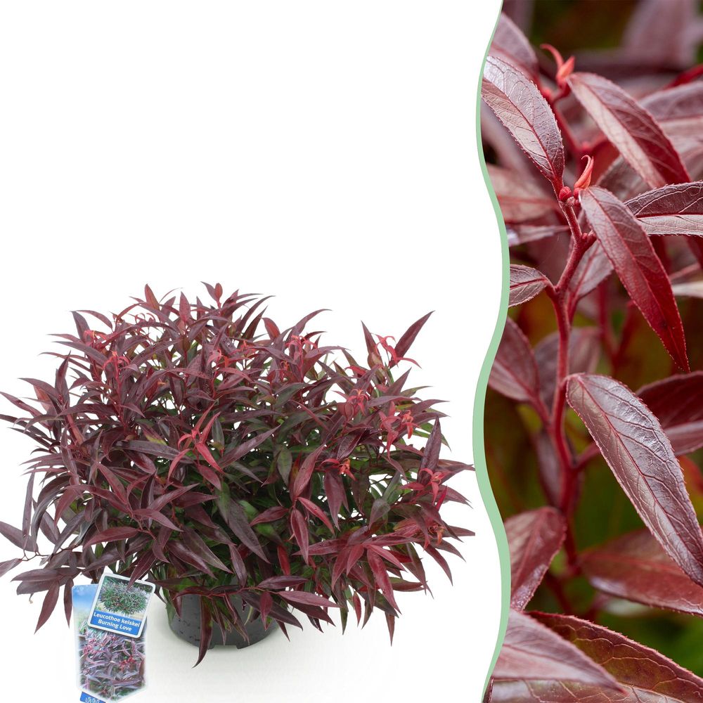 Leucothoé 'burning love' - pot 17 cm - hauteur 40 cm