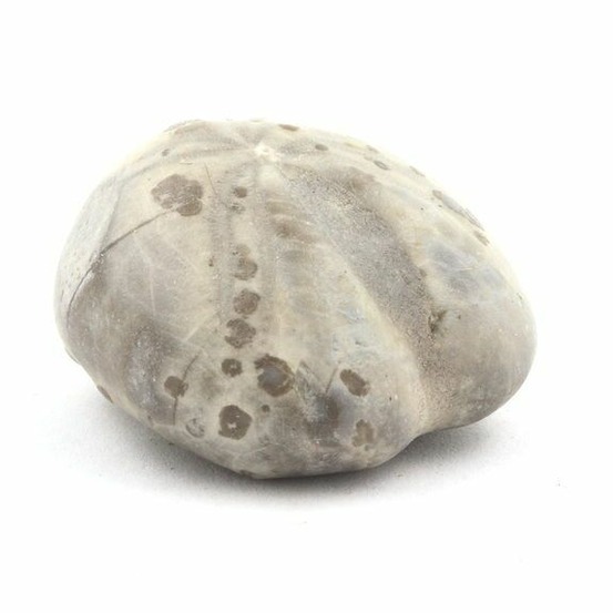 Oursin fossile, toxaster amplus 102.80 carats