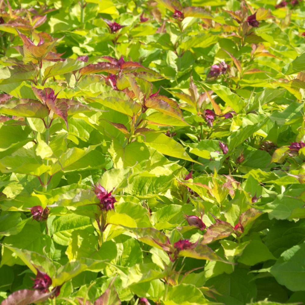 Arbre aux faisans doré golden lanterns® 'notbruce', leycesteria pot de 1,5l - 20/50 cm