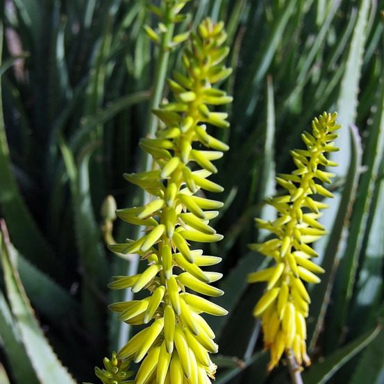 Aloe persistante pot de 3l - touffe