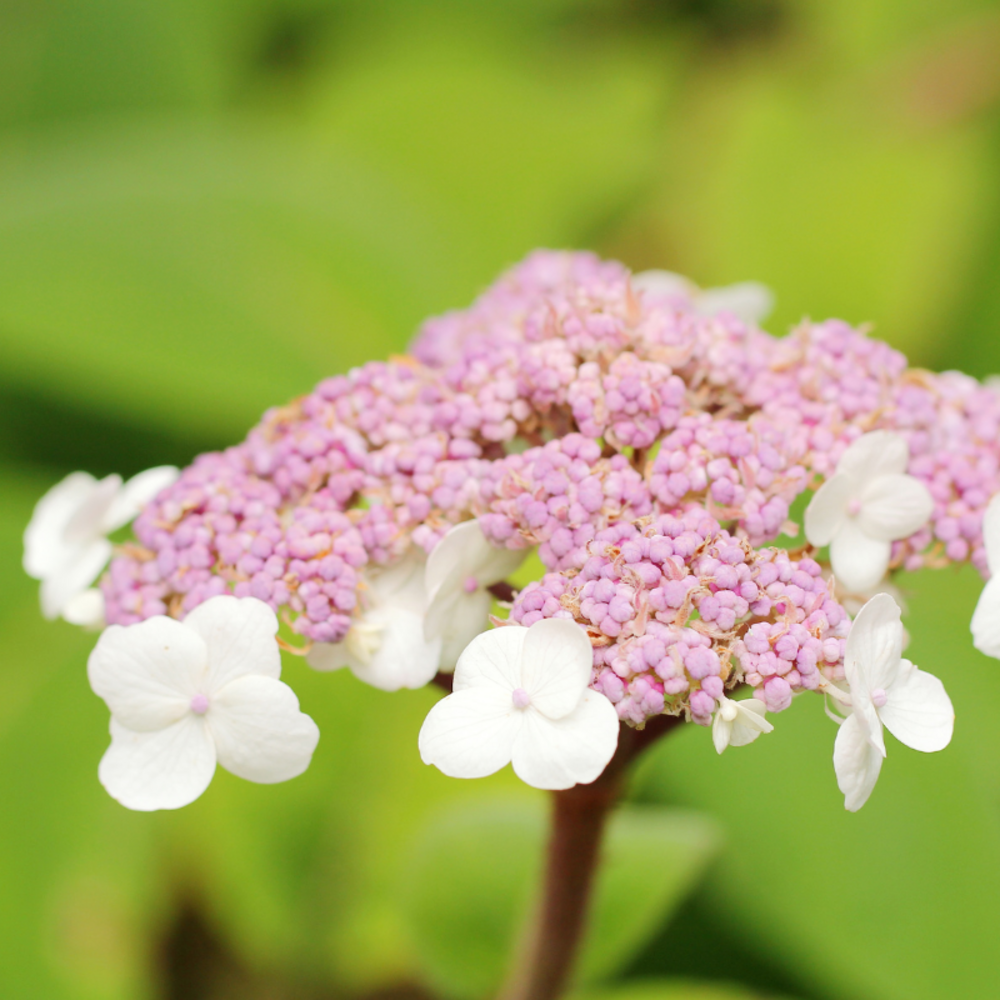 Hortensia teller blanc - hydrangea macrophylla teller blanc 30/35 cm pot 3l