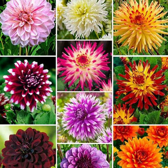 10 dahlias the ten en mélange - le sachet de 10 bulbes / calibre i