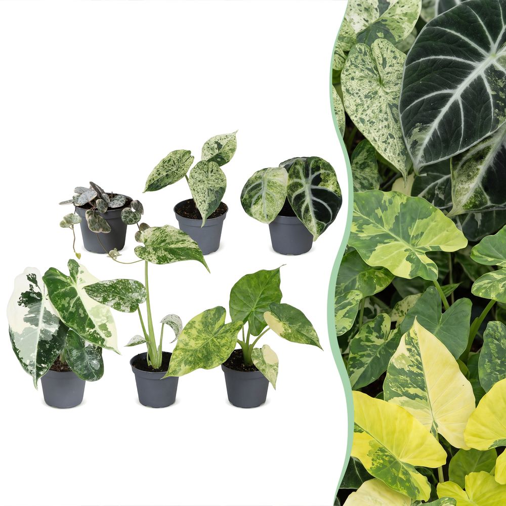 Baby variegata - lot de 6 mini plantes panachées - h 10-15 cm, pot ø6 cm