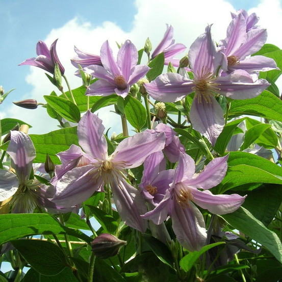 Clématite integrifolia star river® 'zostarri' pot de 2l - tuteur bambou 60/90 cm