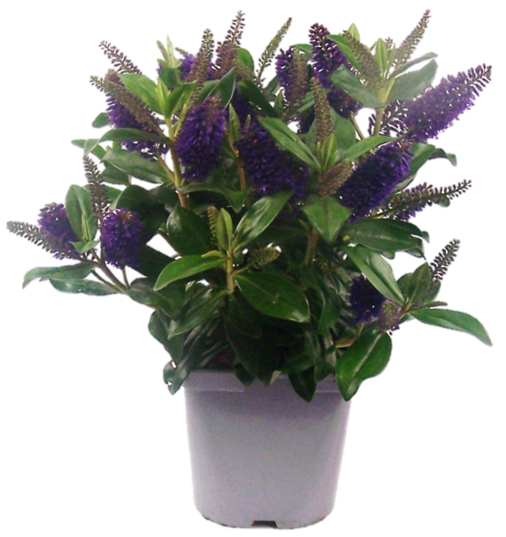 Véronique verte pot 17 cm