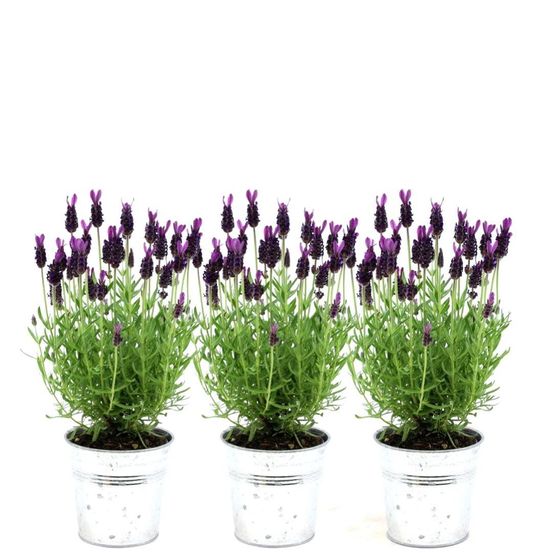 Lavandula stoechas anouk® in 'old look' cache-pot - 13 cm pot - h250 cm