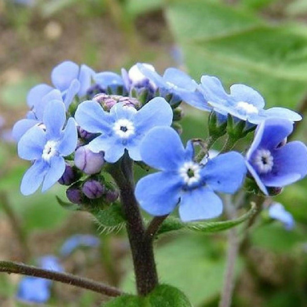 Myosotis du caucase godet - 5/20 cm