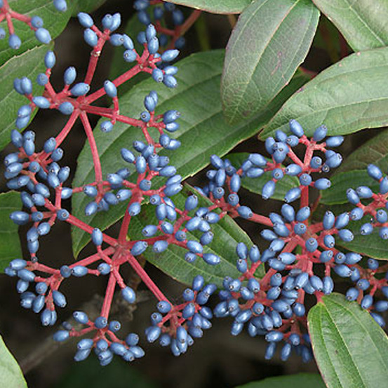 Viorne de david - viburnum davidii - 40-50 cm pot