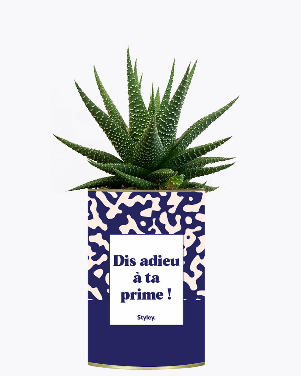 Plante facile à entretenir - dis adieu à ta prime ! - cactus