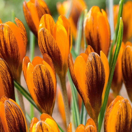 15 crocus orange - le sachet de 15 bulbes / circonférence 5-7cm, vendu par lot de 4