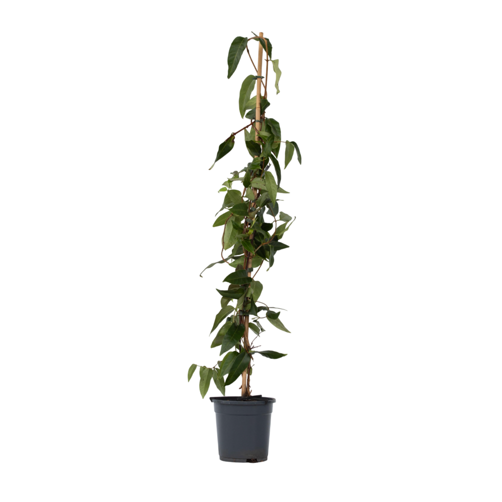 Chèvrefeuille - lonicera henryi 'copper beauty' - hauteur 110-120cm - ⌀17cm