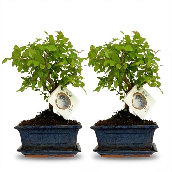 Bonsai boule - hauteur 25-30cm (céramique) - plantes d'intérieur