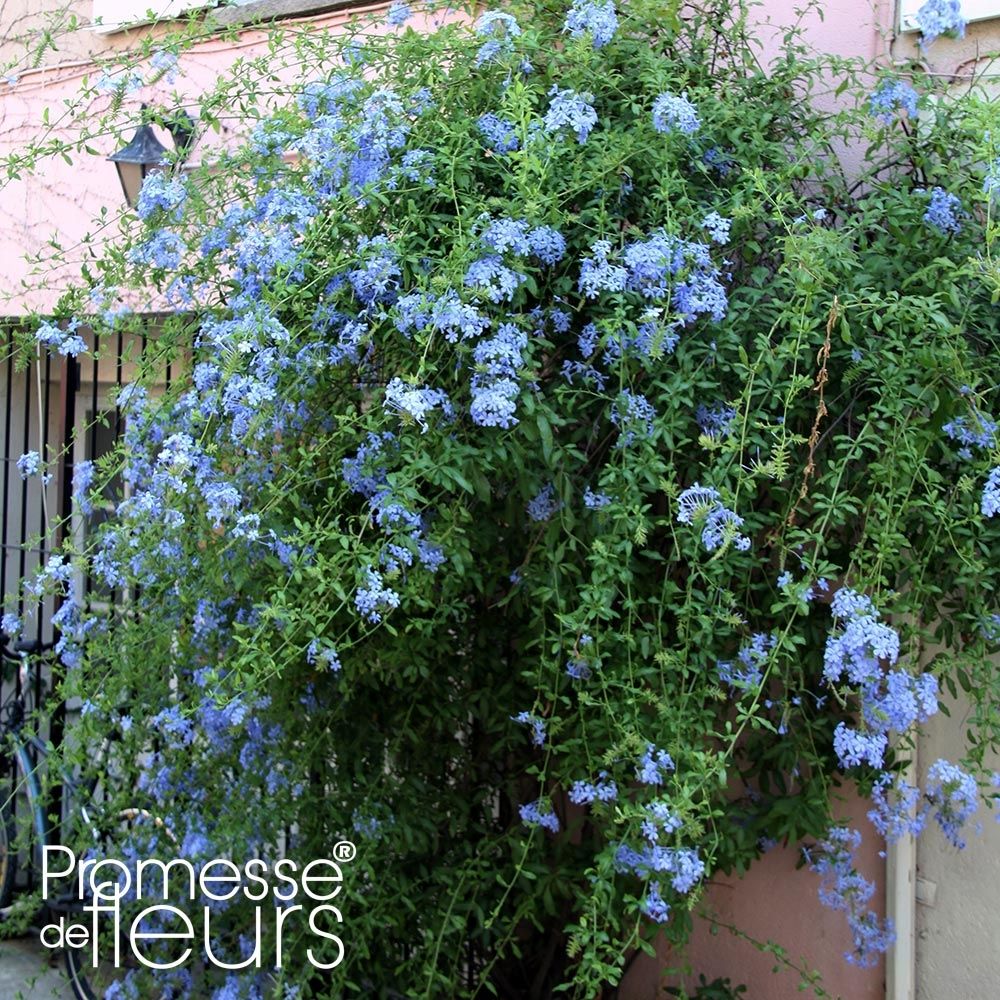 Plumbago du cap 'dark blue' pot de 2l/3l
