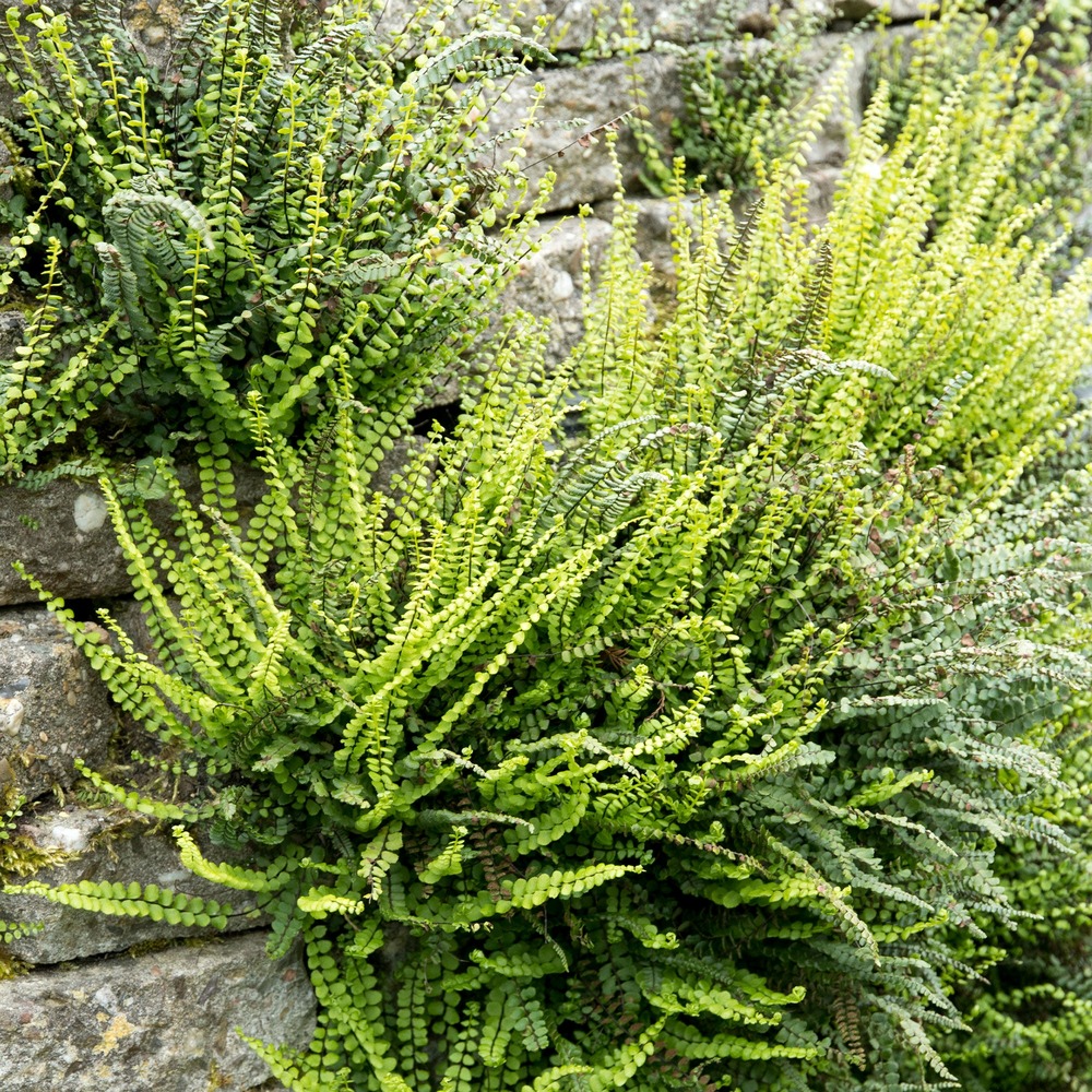 Fausse-capillaire - le pot / ø 9cm