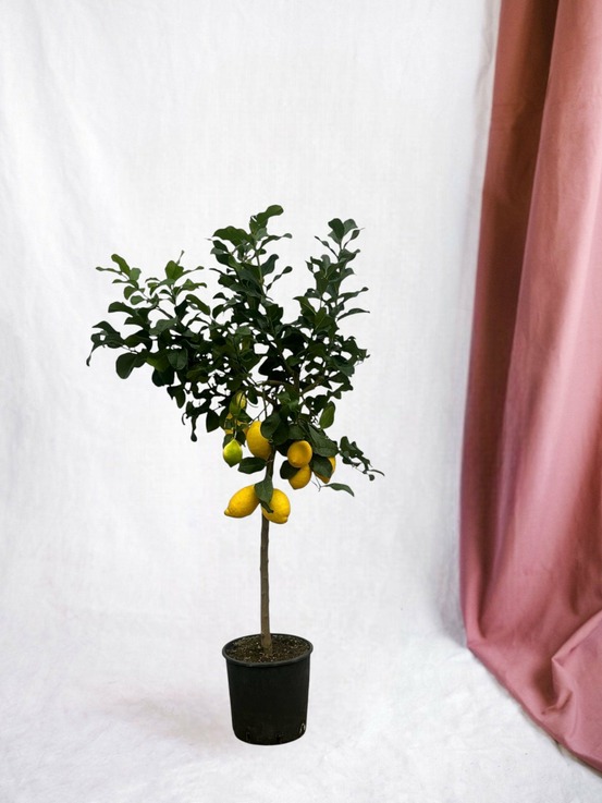 Citronnier 150cm - plante d'intérieur