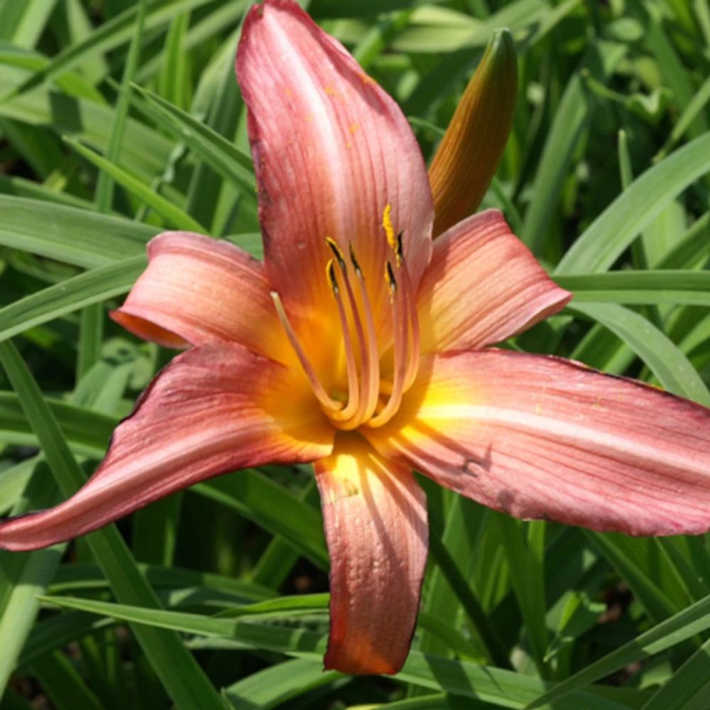 Hémérocalle evelyn claar lot de 9 godets