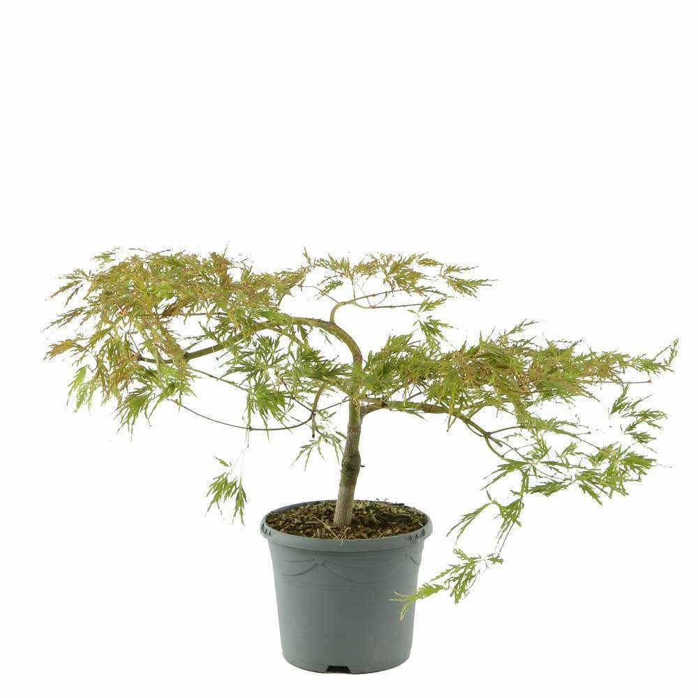 Acer japonicum viridis :ctr 5l