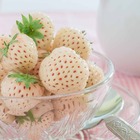 2 fraisiers pineberry white dream ®, les 2 pots / 7cm / hauteur livrée environ 9cm