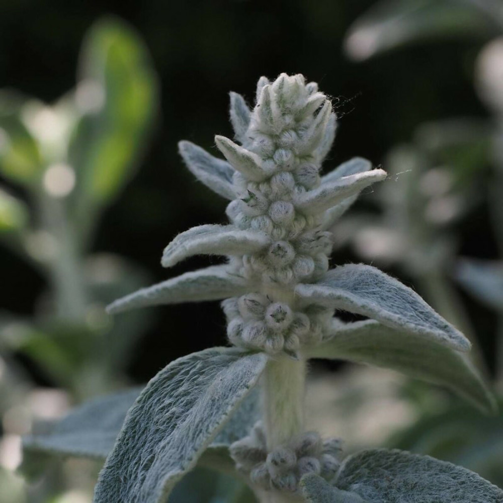Oreille d'ours, oreille de lapin, epiaire laineuse byzantina godet - 5/20 cm