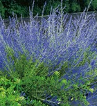 Perovskia a fleurs bleues - le godet
