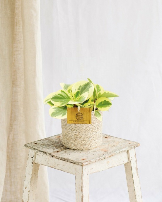 Peperomia obtipan bicolor 20cm - plante d'intérieur