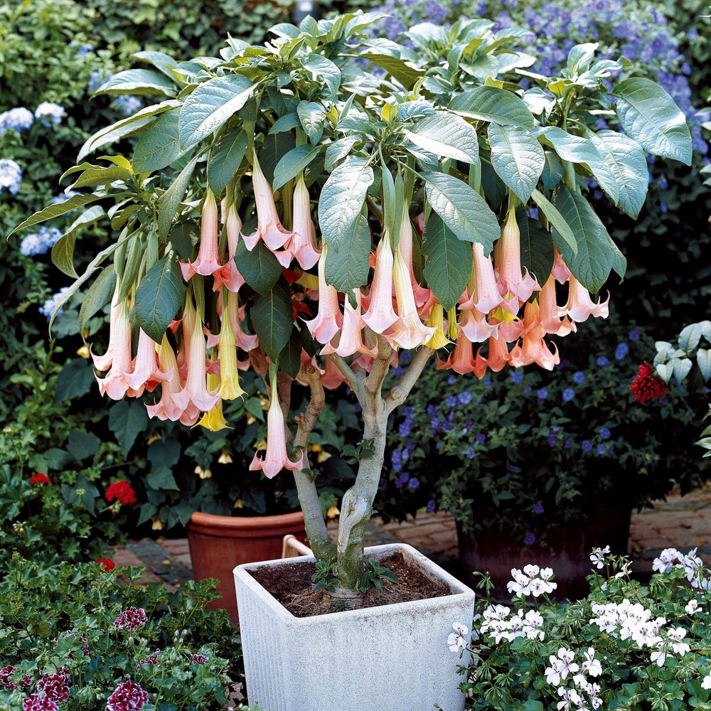 Brugmansia exotic pink - le pot / ø 9cm