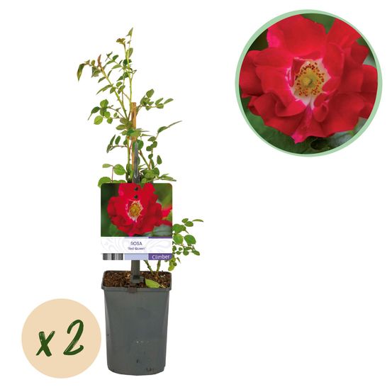 Rosier grimpant 'red queen' - pot 11 cm - hauteur 40 cm - plante d'extérieur