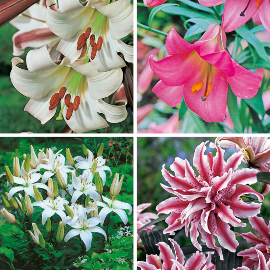 Offre speciale lys parfumes - 8 bulbes