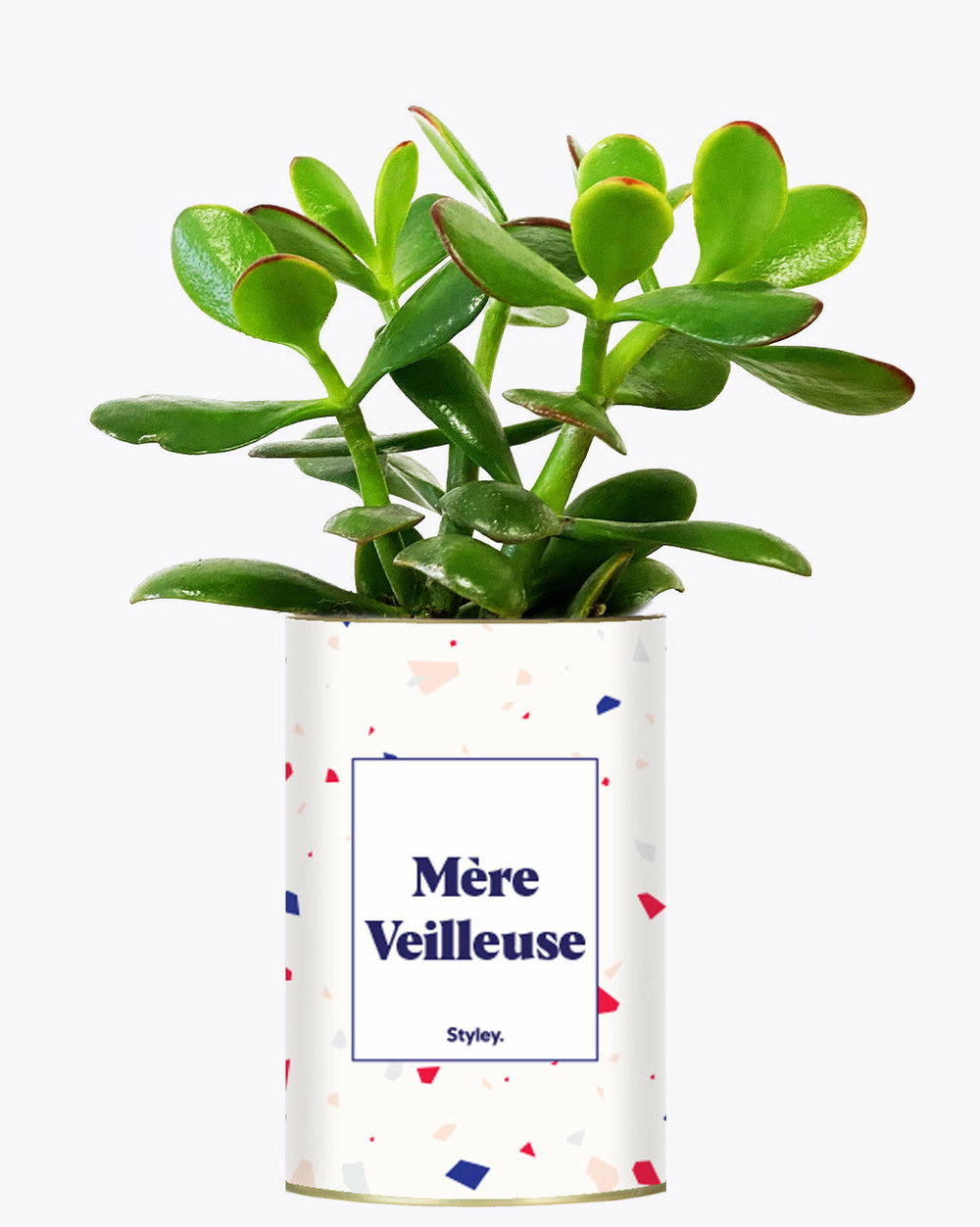 Plante personnalisée - mère veilleuse - cactus