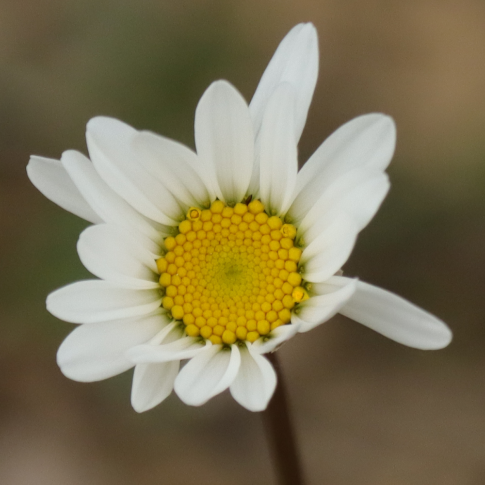 Marguerite reine de mai - leucanthemum vulgare maikonigin - 10 cm godet de 9 cm - blanc