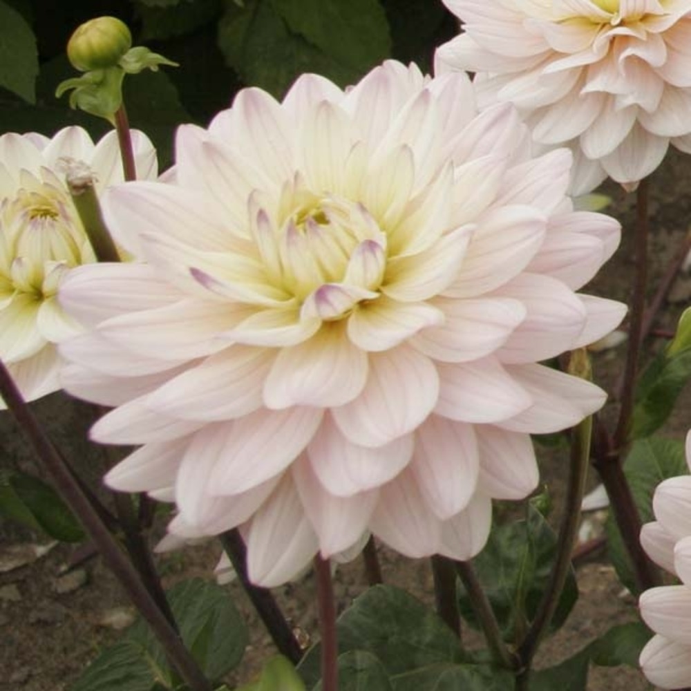 Dahlia décoratif 'diana's memory' bulbe calibre i