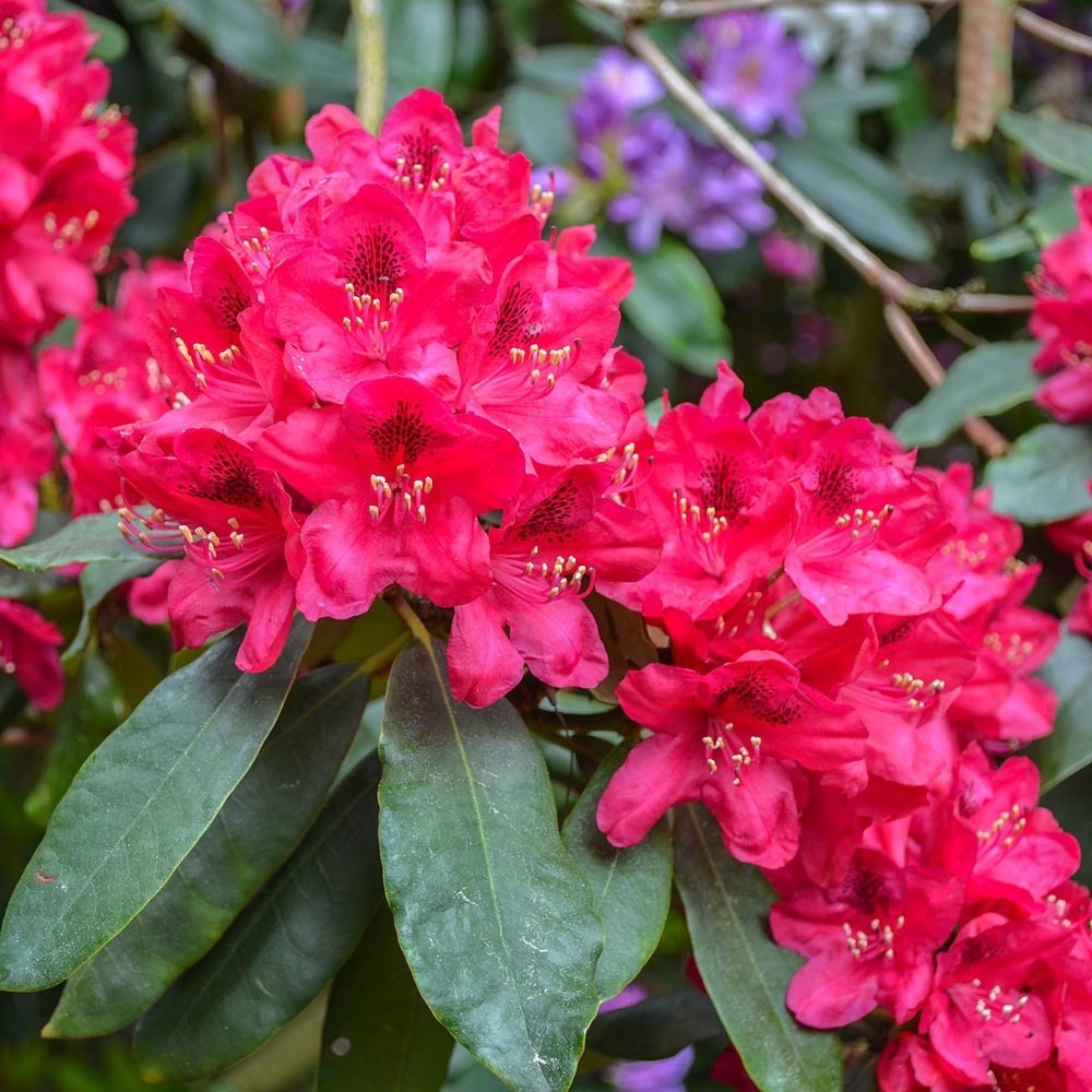 Rhododendron 'lord roberts' pot de 4l/5l