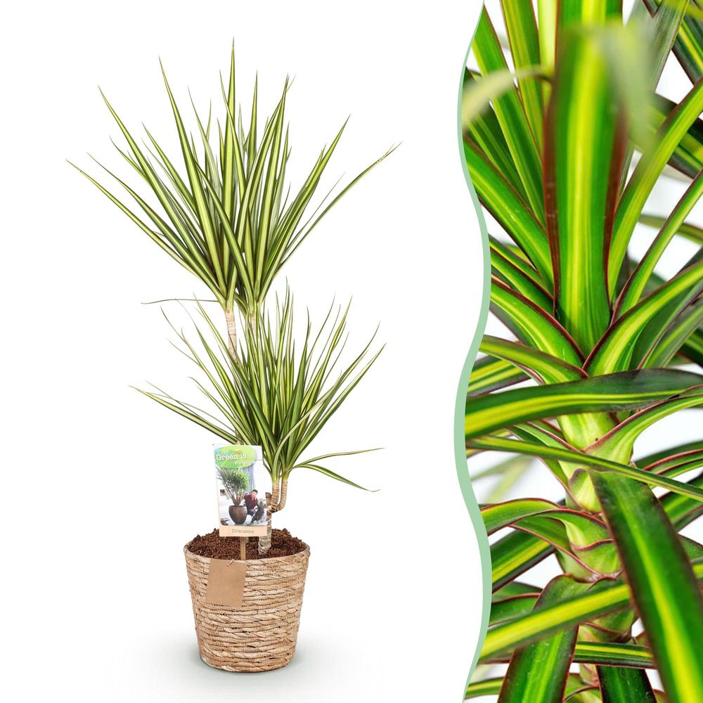 Dracaena sunray - plantes d'intérieur