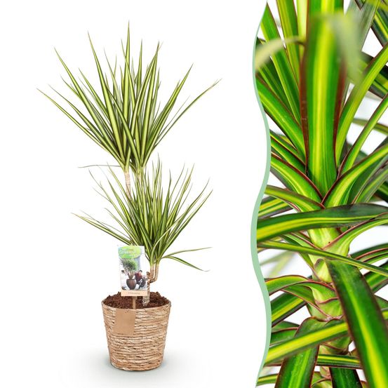 Dracaena sunray - plantes d'intérieur
