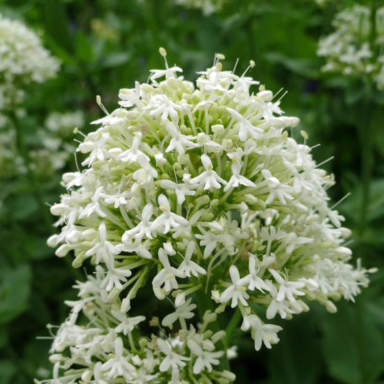 Centranthus ruber 'alba' pot de 2l/3l