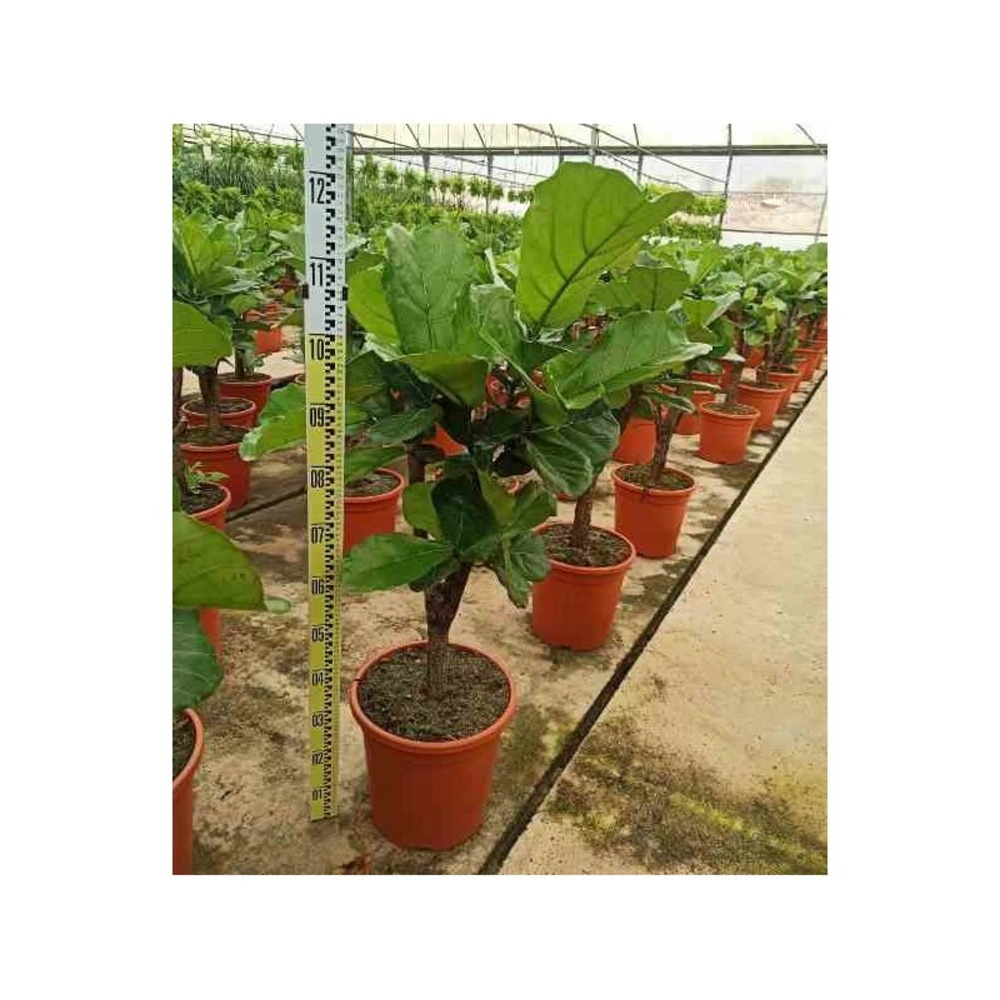 Ficus lyrata (ficus lyre) pot de 65l - 130/150cm