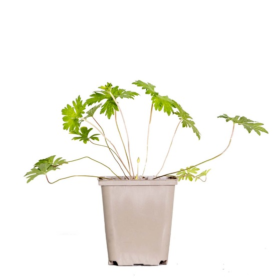 Geranium johnsons blue - géranium vivace - fleurs bleues - rustique - hauteur 10-20 cm - pot 9x9 cm