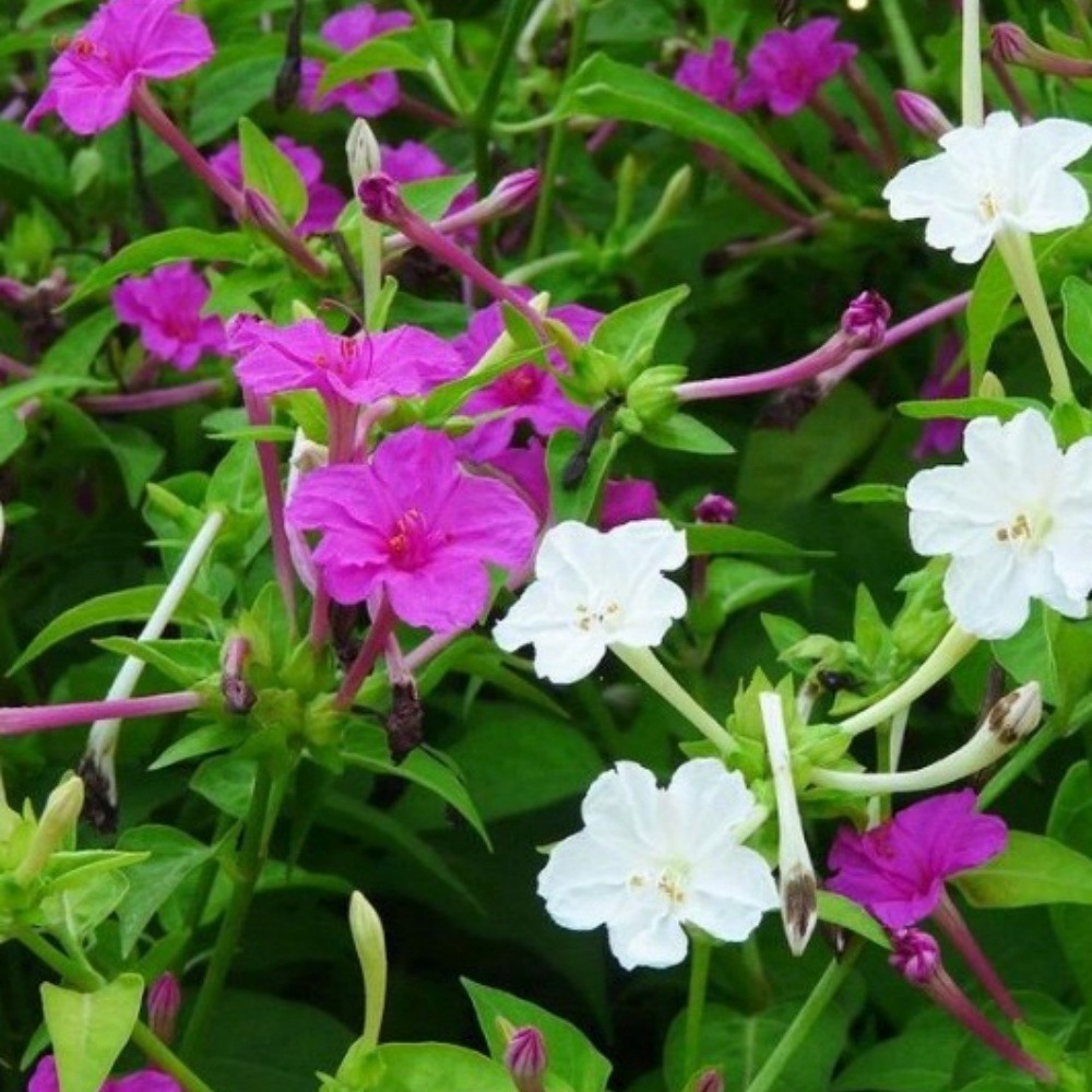 Graines de fleurs mirabilis jalapa couleurs mélangées environ 10 grains * 5 sachets