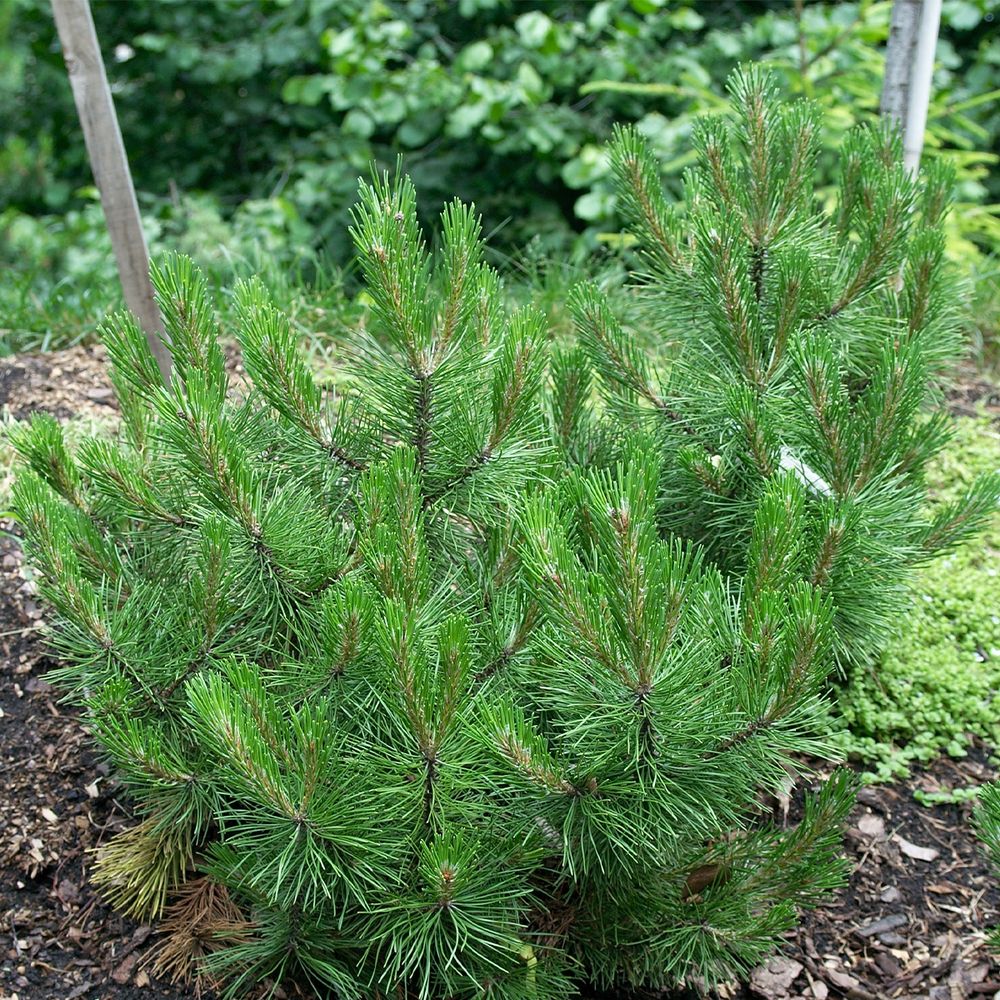 Pin de bosnie, pin des balkans 'compact gem' pot de 2l/3l