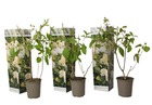 Hydrangea paniculata phantom - hortensia - set de 3 - jardin - ⌀9cm - h25-40cm