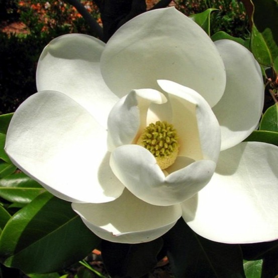 Magnolia à grandes fleurs de la galissonière (magnolia grandiflora 'galissoniensis')