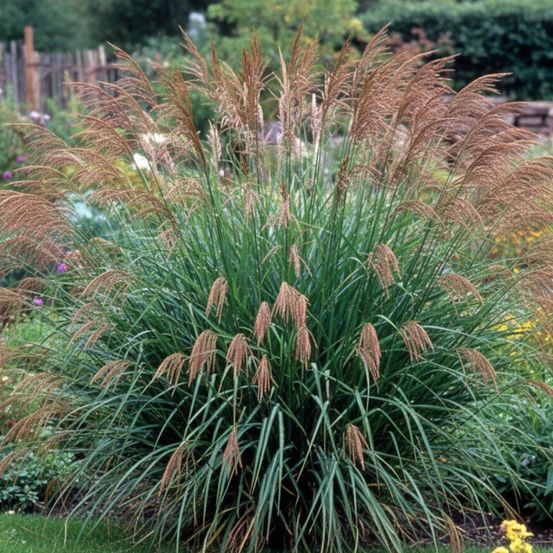 Miscanthus, roseau de chine transmorrisonensis lot de 9 godets