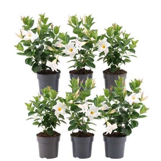 Dipladenia blanc - d12cm - plante fleurie d'extérieur